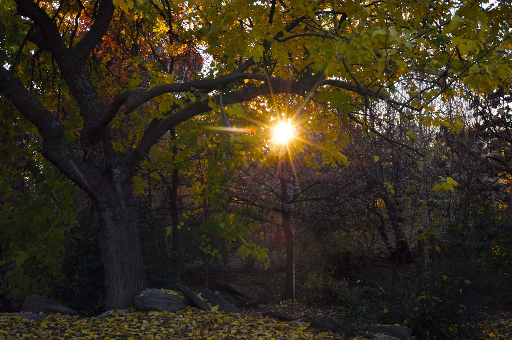 Vale sol de otoño